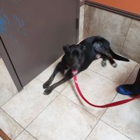 Clay-Chalkville Animal Clinic ico