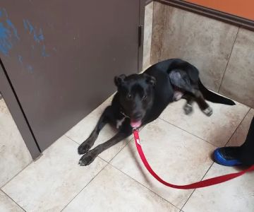 Clay-Chalkville Animal Clinic