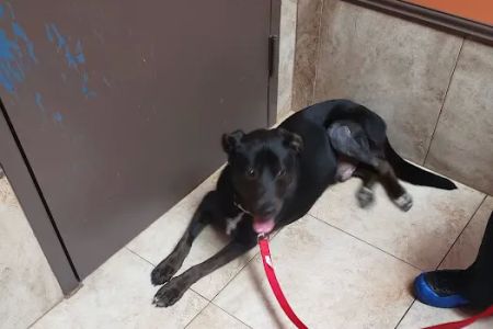 Clay-Chalkville Animal Clinic
