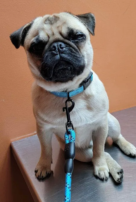 Clay-Chalkville Animal Clinic 12