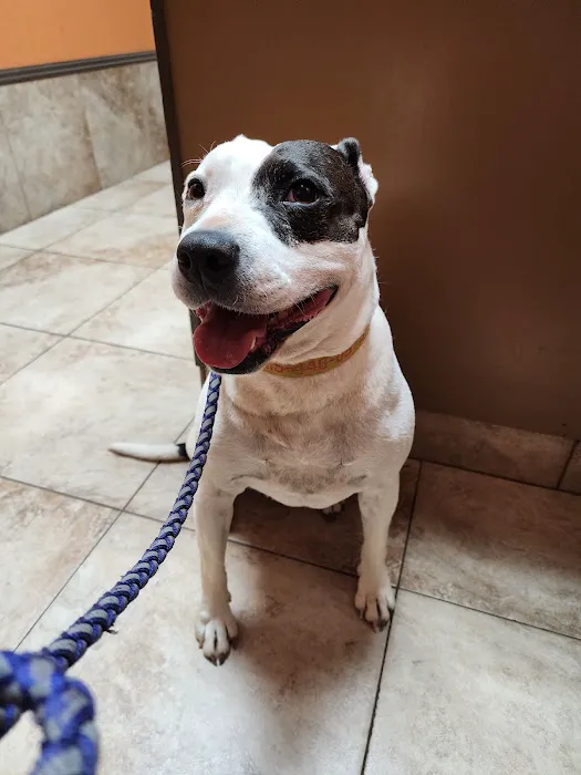 Clay-Chalkville Animal Clinic 12