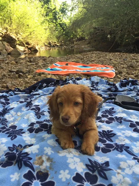 Grayson Valley Pet Clinic: Carl Grimmett DVM 12