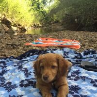 Grayson Valley Pet Clinic: Carl Grimmett DVM ico