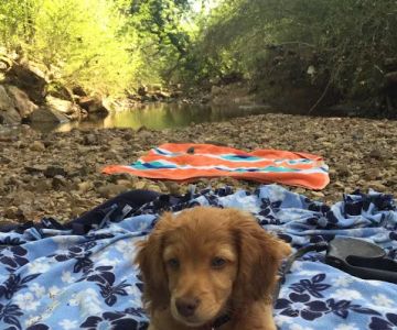 Grayson Valley Pet Clinic: Carl Grimmett DVM
