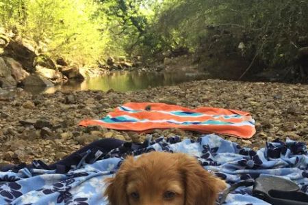 Grayson Valley Pet Clinic: Carl Grimmett DVM