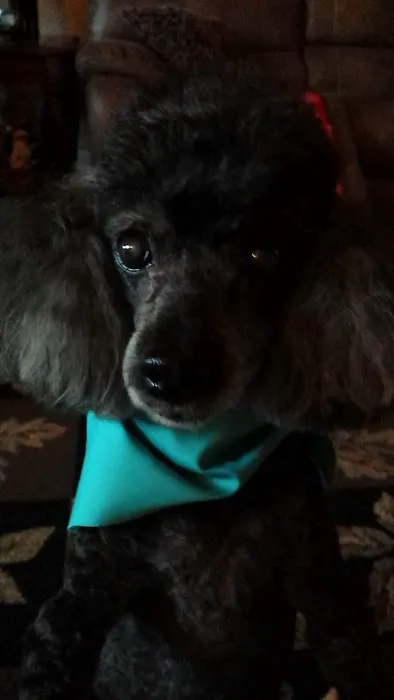 Grayson Valley Pet Clinic: Carl Grimmett DVM 12