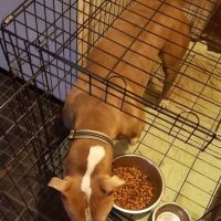 Pinson Animal Hospital ico