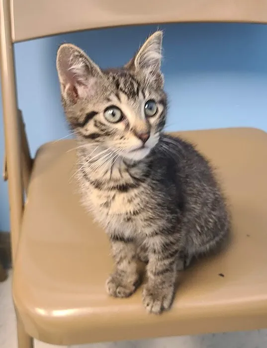 Carson Road Pet Clinic 12