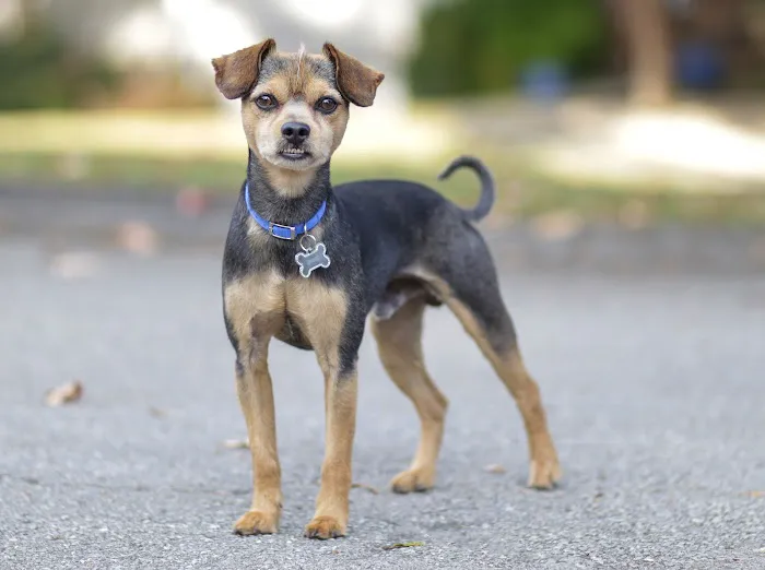 Carson Road Pet Clinic 12