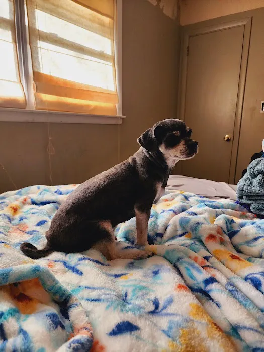 Carson Road Pet Clinic 12