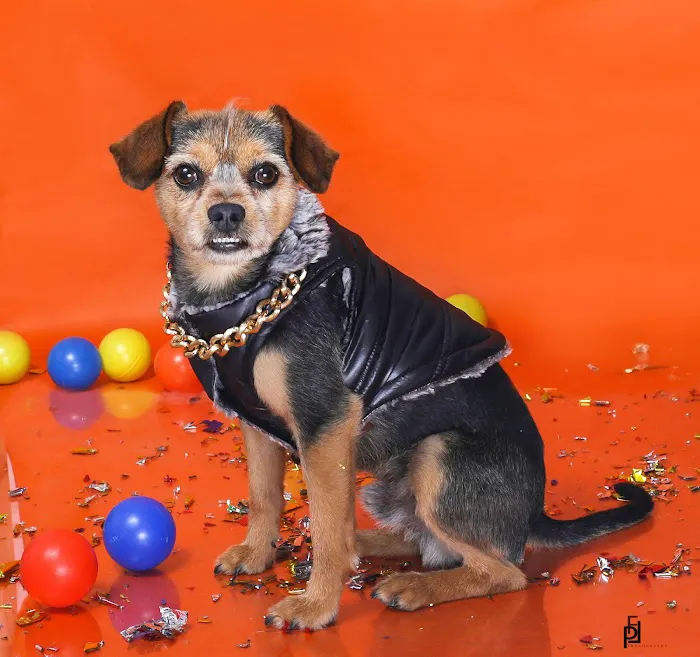 Carson Road Pet Clinic 12
