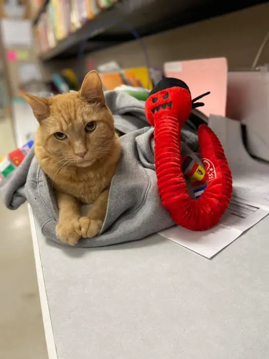 Carson Road Pet Clinic 12
