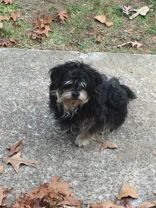 Carson Road Pet Clinic 12