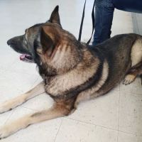 Carson Road Pet Clinic ico