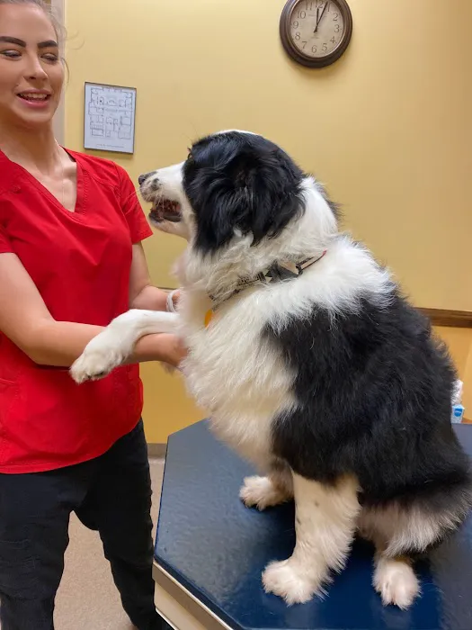North Iredell Animal Hospital 4