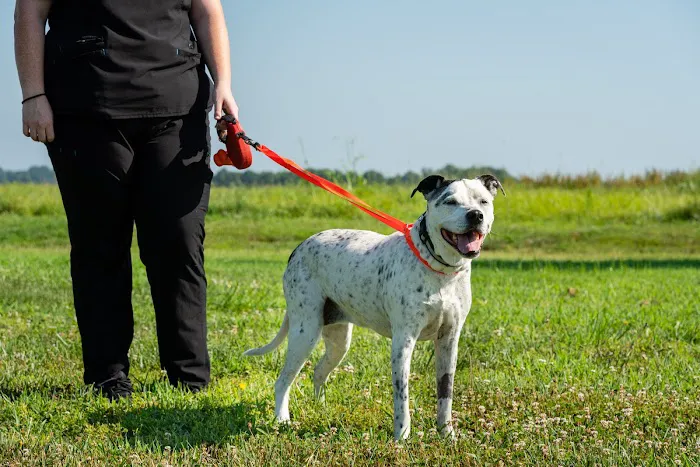North Iredell Animal Hospital 1