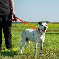 North Iredell Animal Hospital ico