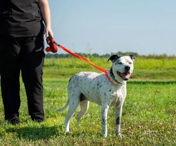 North Iredell Animal Hospital