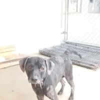 Stony Point Animal Clinic ico
