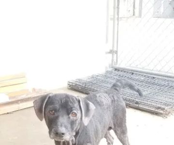 Stony Point Animal Clinic