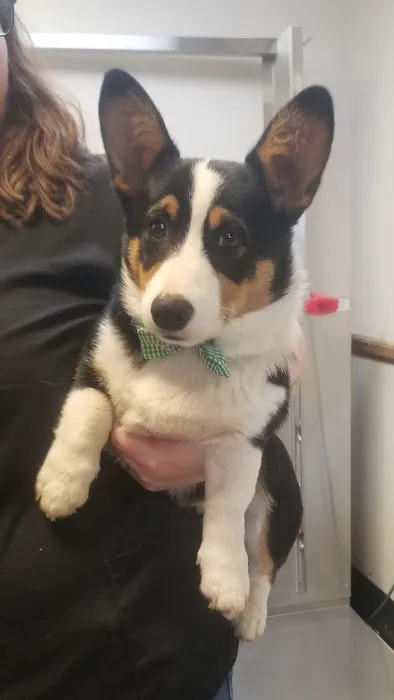 Stony Point Animal Clinic 4