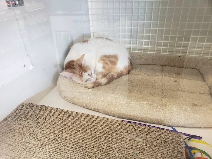 Petco 12