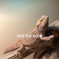 803 Exotics ico