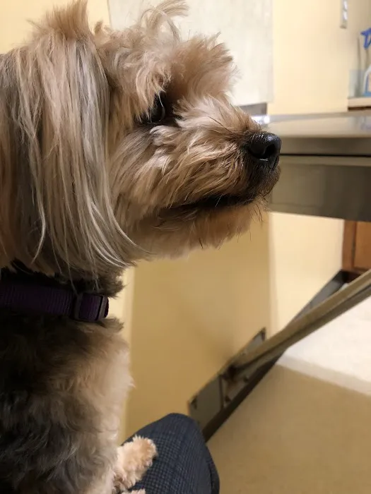 Maiden Small Animal Hospital 9