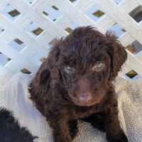 Logan puppy love ico