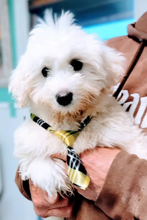 Logan puppy love 12