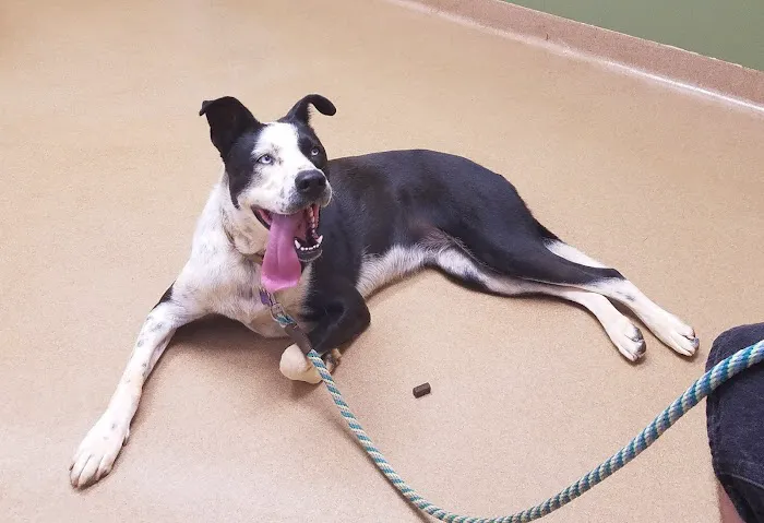 Ironton Animal Hospital 7