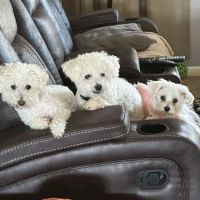 Ironton Animal Hospital ico