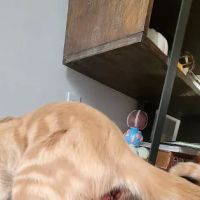 China Grove Animal Hospital ico