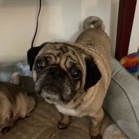 Veterinary Cancer & Surgery Specialists ico