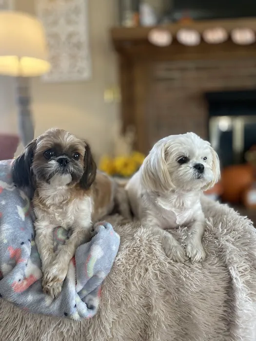 The Puppy Shoppe 12