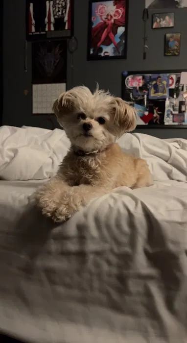 The Puppy Shoppe 12