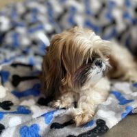 The Puppy Shoppe ico