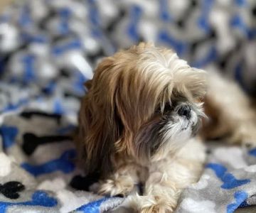 The Puppy Shoppe