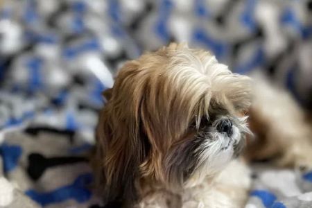 The Puppy Shoppe