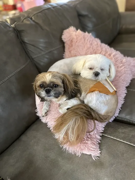 The Puppy Shoppe 12