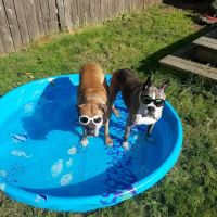 CVCA Cardiac Care for Pets ico