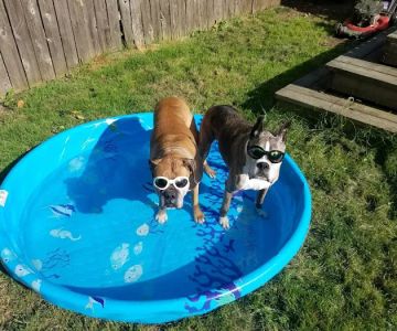 CVCA Cardiac Care for Pets