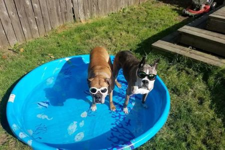 CVCA Cardiac Care for Pets