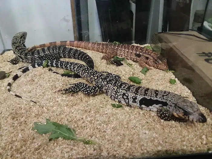 Reptile City 12