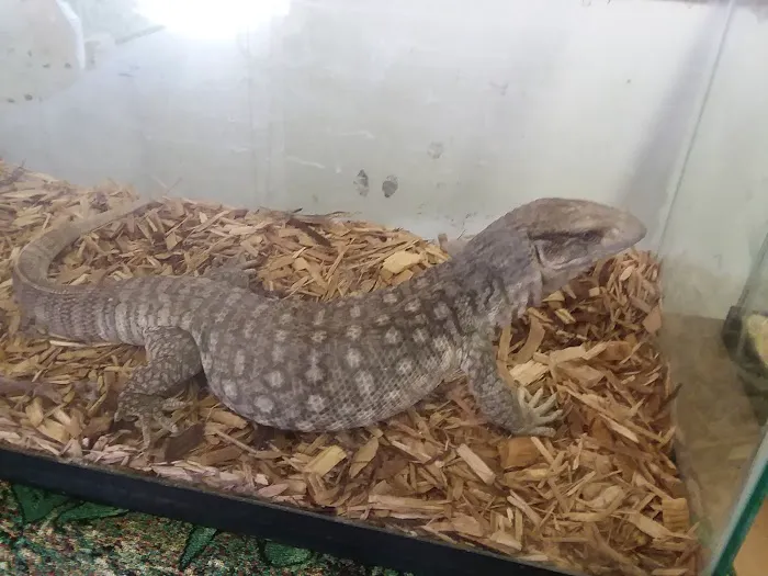 Reptile City 12
