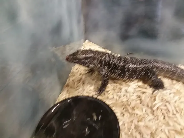 Reptile City 12
