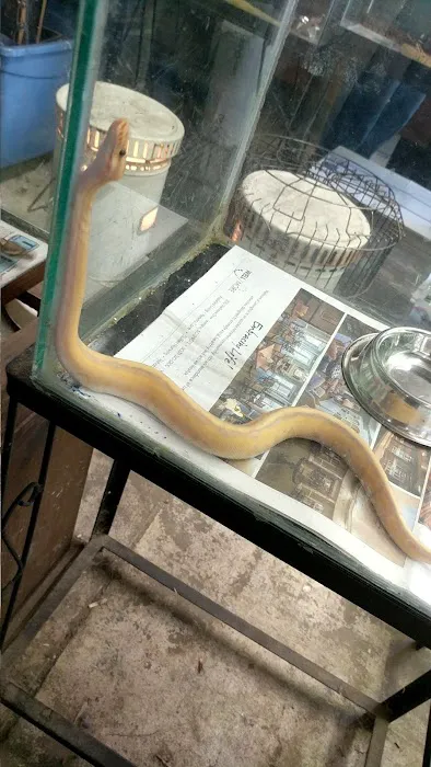 Reptile City 12
