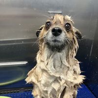 Pet Supplies Plus West Columbia ico