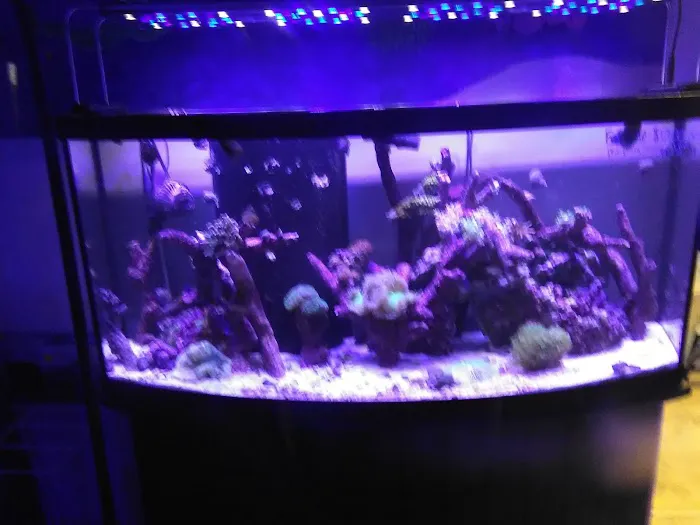 Palmetto Reef 12