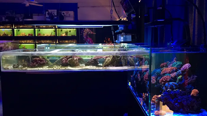Palmetto Reef 12